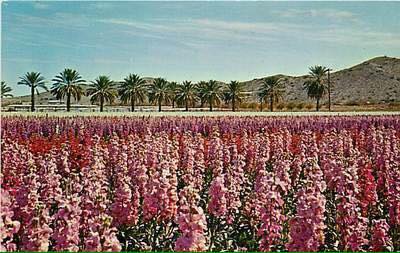 Hiroshi “Nick” Nakagawa – South Phoenix Oral History Project